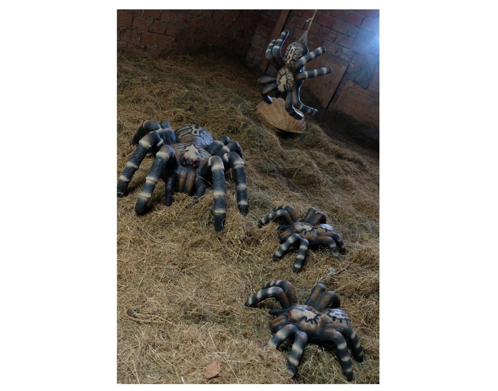 Kleine Vogelspinne Leitold